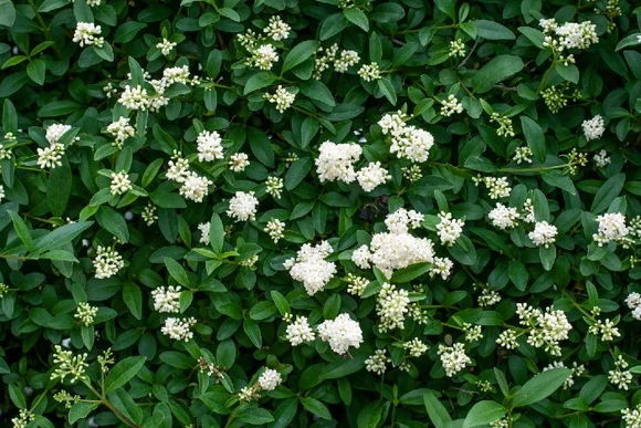 Grüne Hecke mit kleinen weißen Blüten